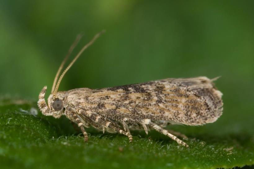 Potato tubermoth (Phthorimaea operculella)
